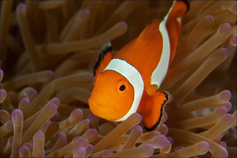 sipadan, anemone, fish, clown, underwater photo preview
