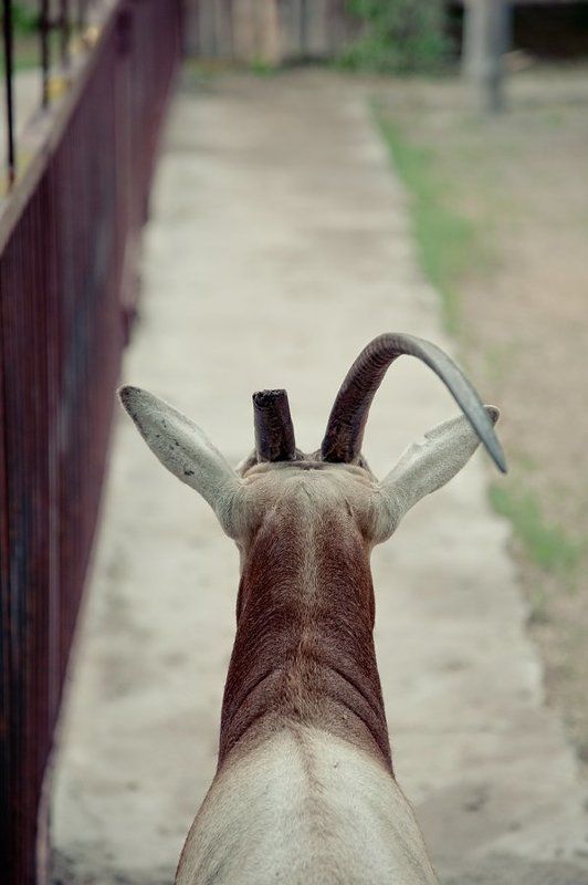 зоопарк photo preview