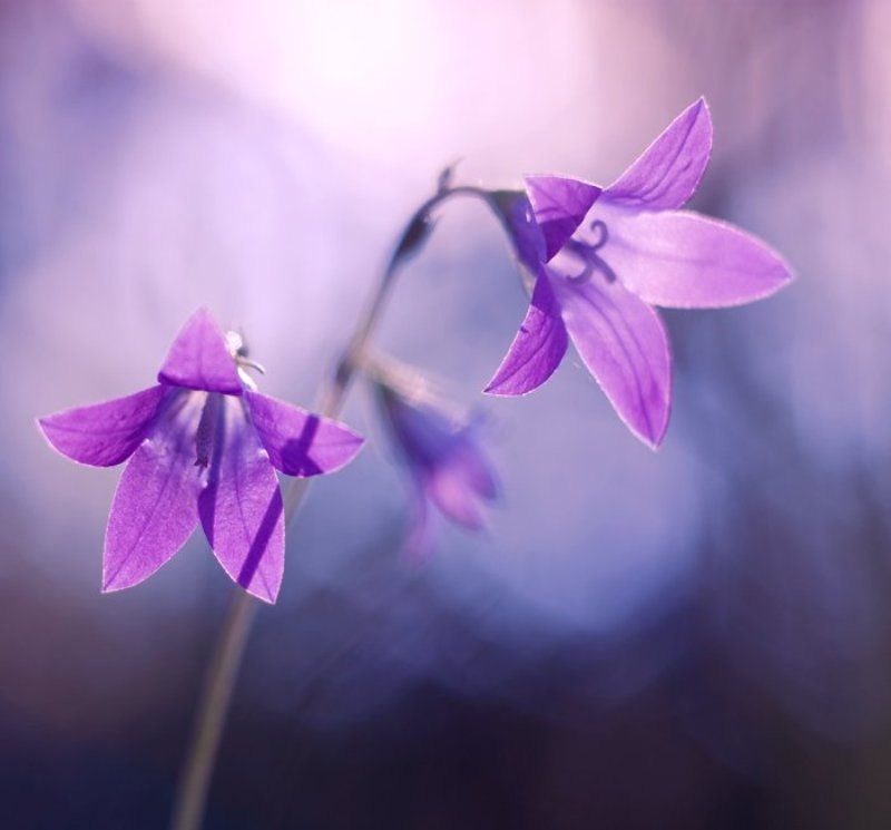 колокольчик photo preview