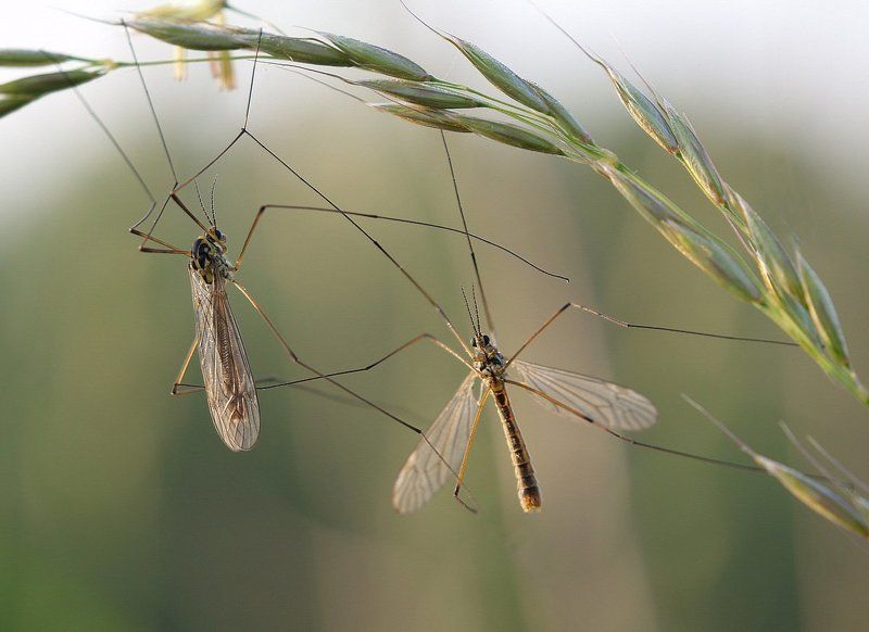 Разрешите познакомится!photo preview