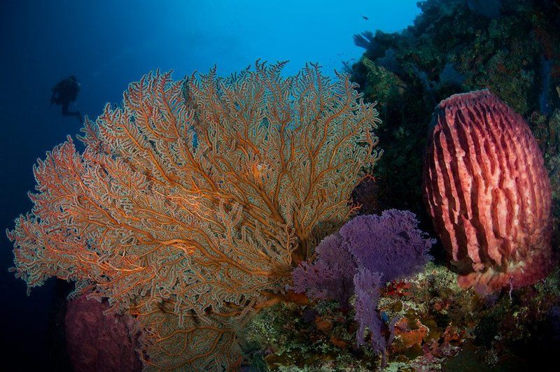 кораллы, underwater photo preview