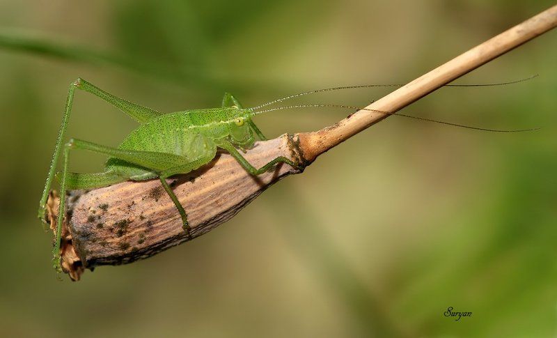 лето, мак, кузнечик photo preview