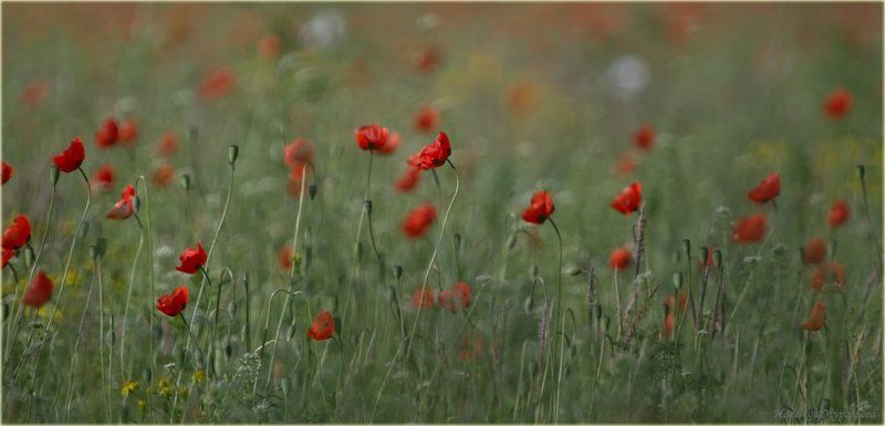 Не МАКроphoto preview