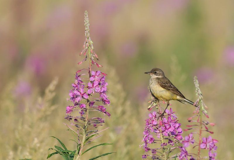 Краски летаphoto preview