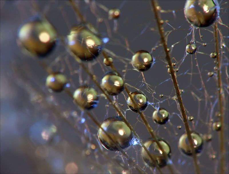 макро photo preview