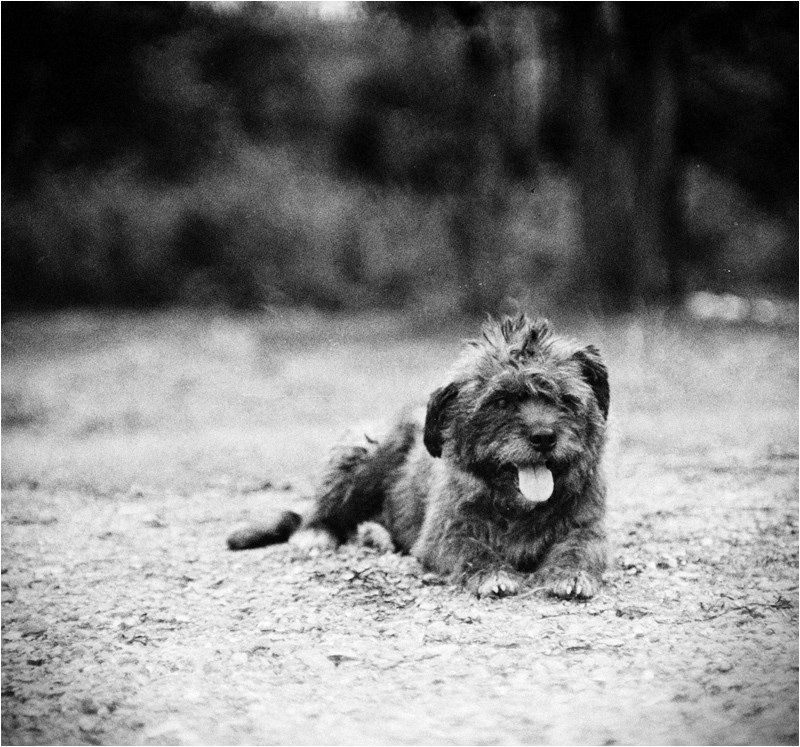 rolley, пленка, пес, бродяга, жанр, собака, юпитер-9, ttl, зенит, 100, retro photo preview