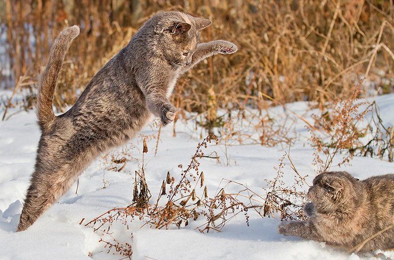 минибарсов., снежных, битва photo preview