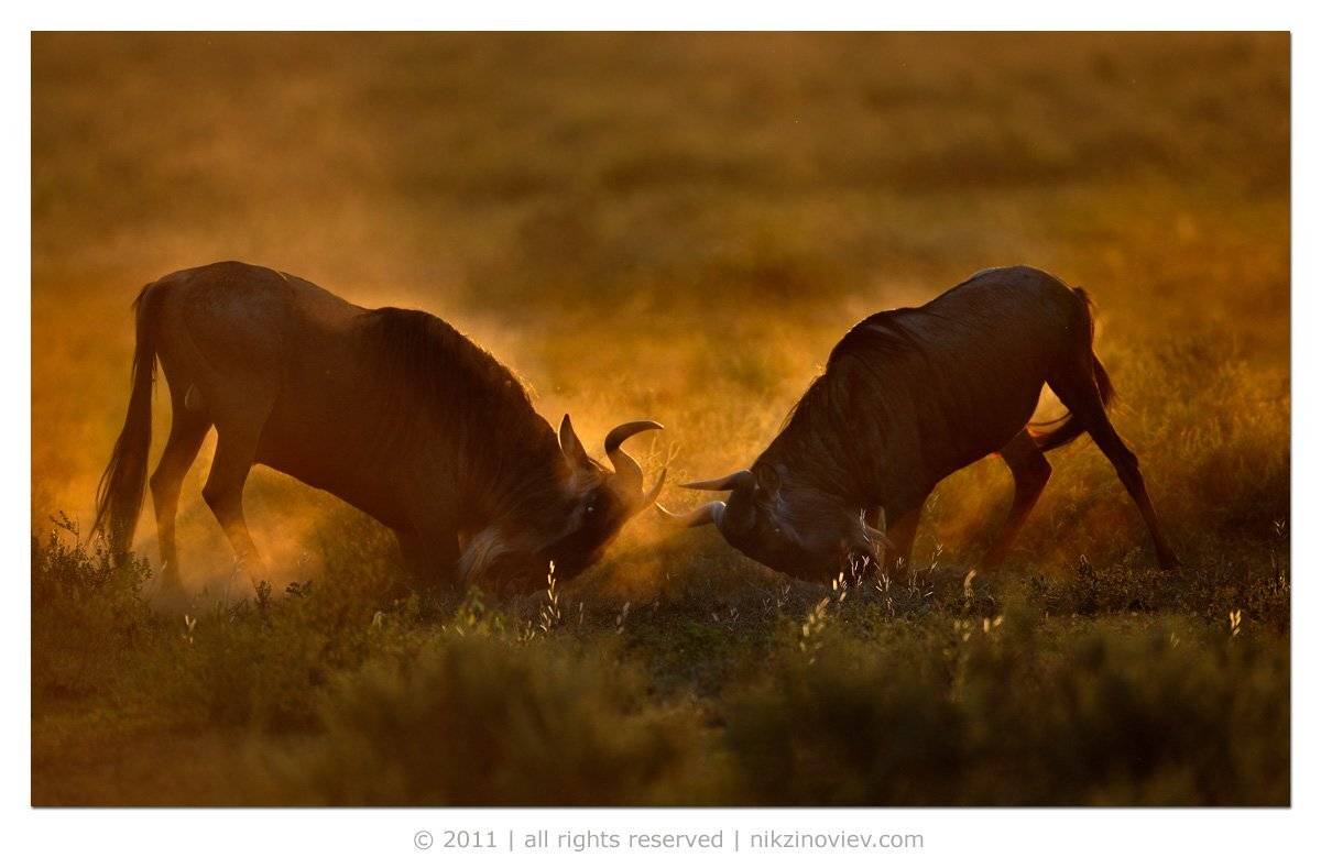 николай зиновьев, животные, дикая природа, антилопа, гну, Николай Зиновьев