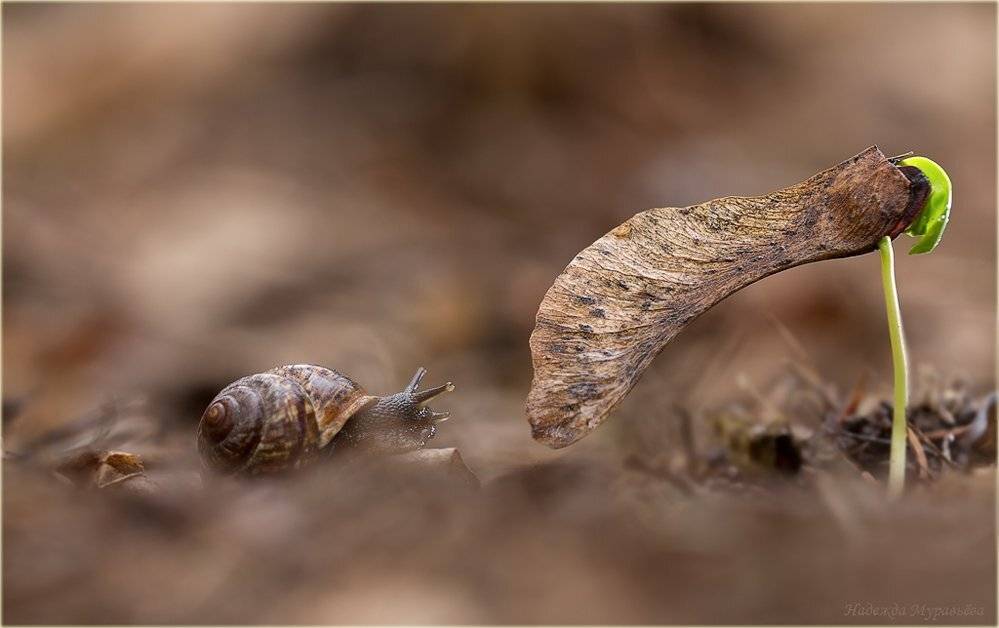 росток, клён, улитка, Надежда Муравьёва
