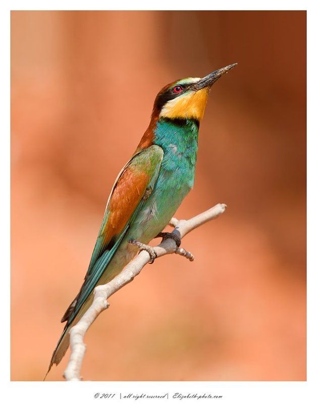 apiaster, merops, щурка, золотистая, израиль, eater, bee Вее - еaterphoto preview