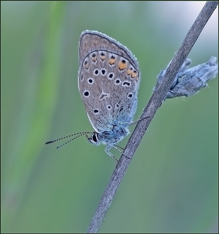 , фауна, бабочка, макро photo preview
