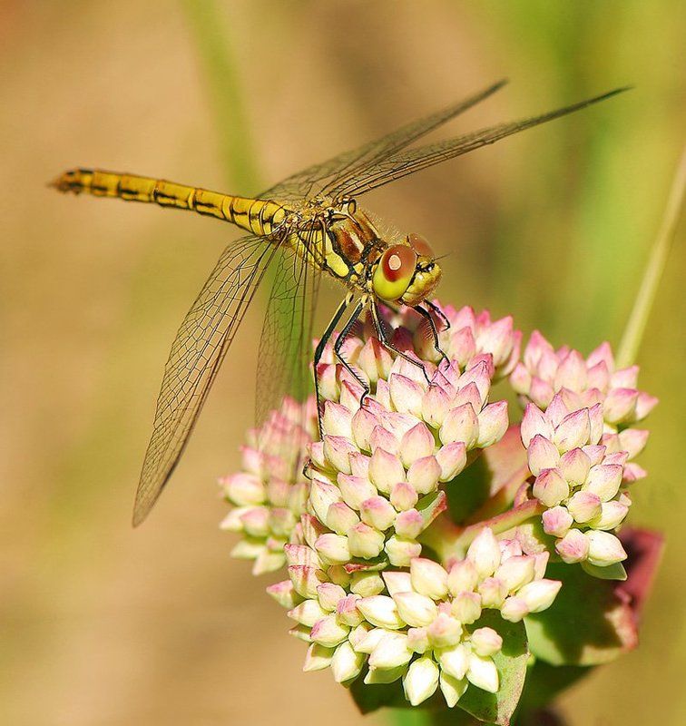 насекомые, макро photo preview