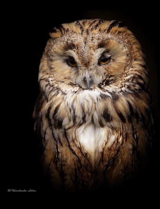 Отулиссаphoto preview