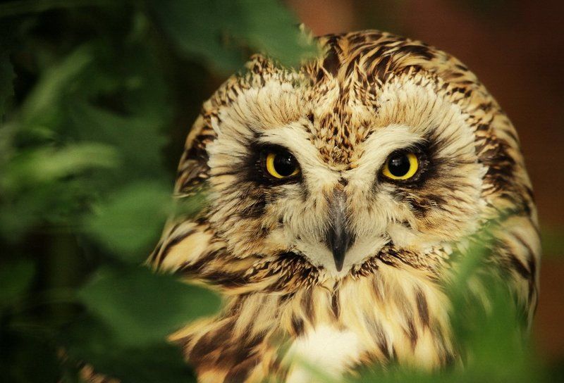 Рубиphoto preview