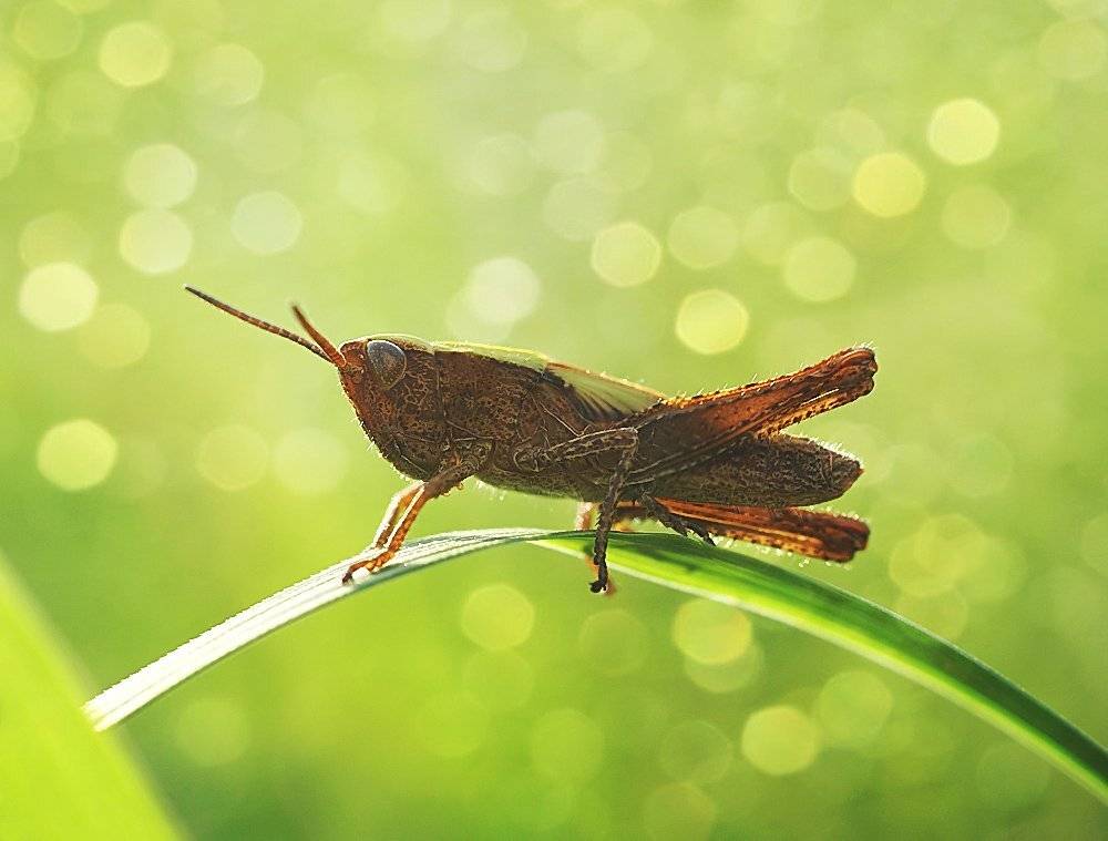боке, кузнечик, трава, природа, лето, Ирина Фурашова
