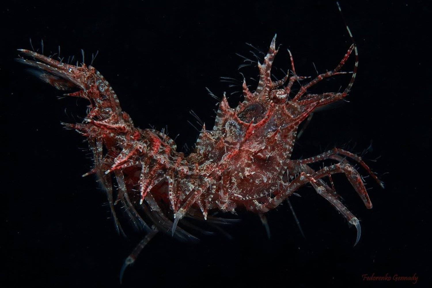 Автор: Fedorenko Gennady , Fedorenko Gennady