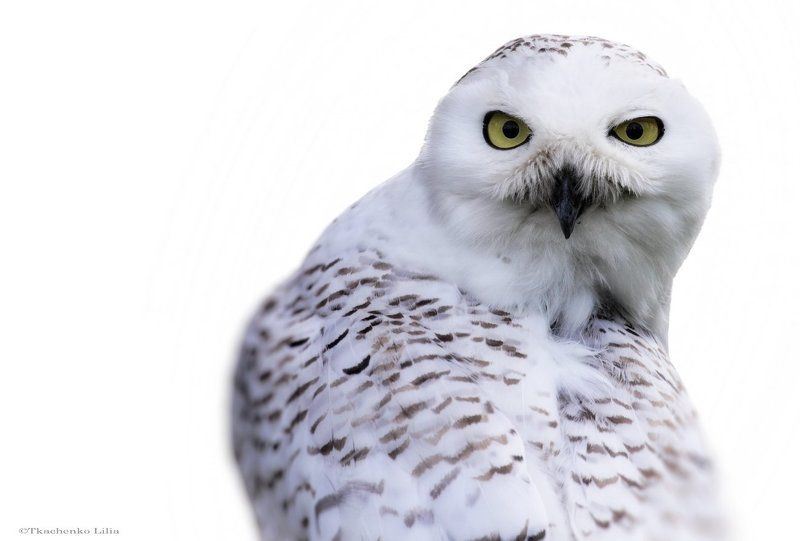 Боронphoto preview