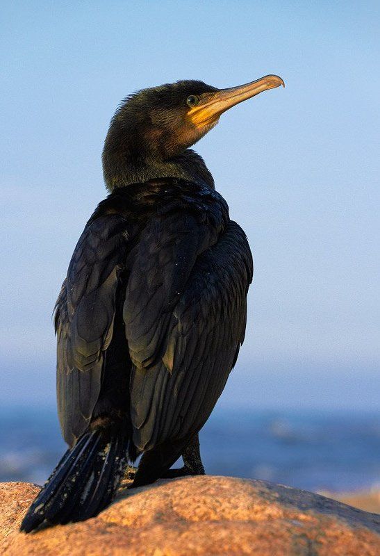 фауна, животные, птица, баклан Баклан птица гордаяphoto preview