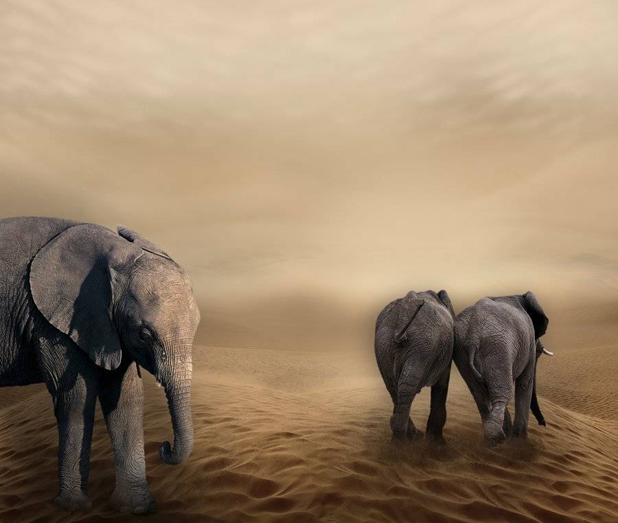 brown, couple, tears, elephant, sand, Caras Ionut