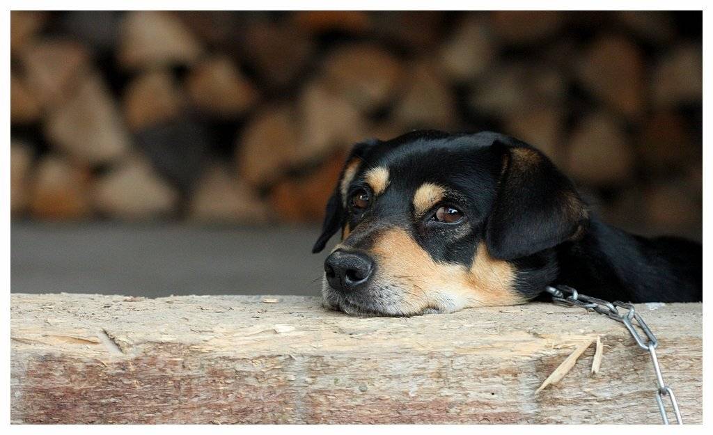 Автор: Robert , Robert