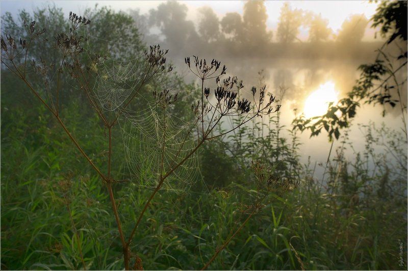 солнце, утро, туман, рассвет, паутинка, природа Утренний этюдphoto preview