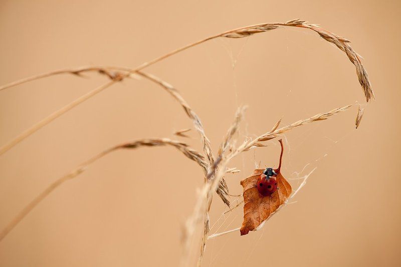 божья, коровка photo preview