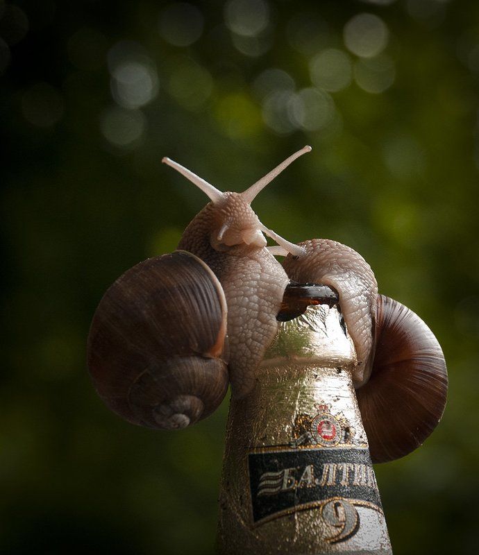 лето, пятница, пиво, улитка, отдых photo preview