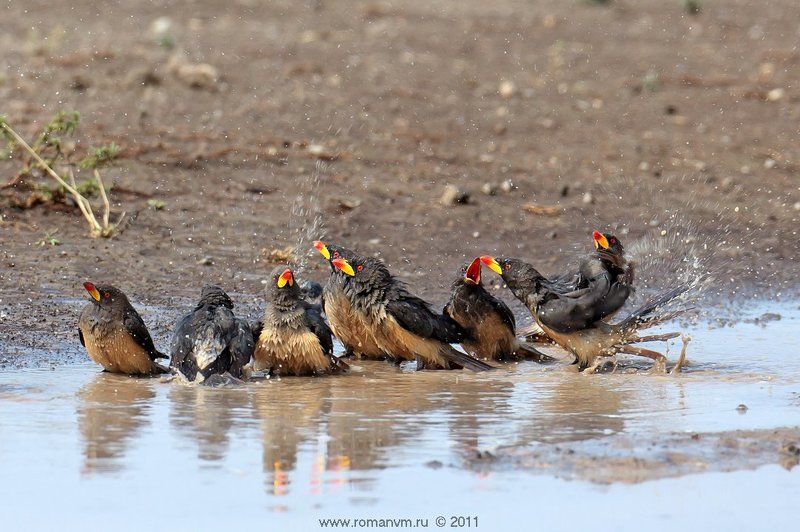 африка, танзания, серенгети, буйволовый скворец Банный день.photo preview