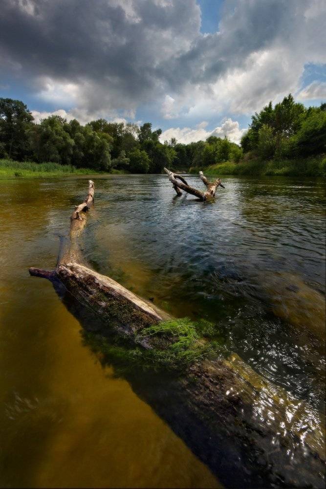Автор: Петриченко Валерий река, лето, дерево, Петриченко Валерий