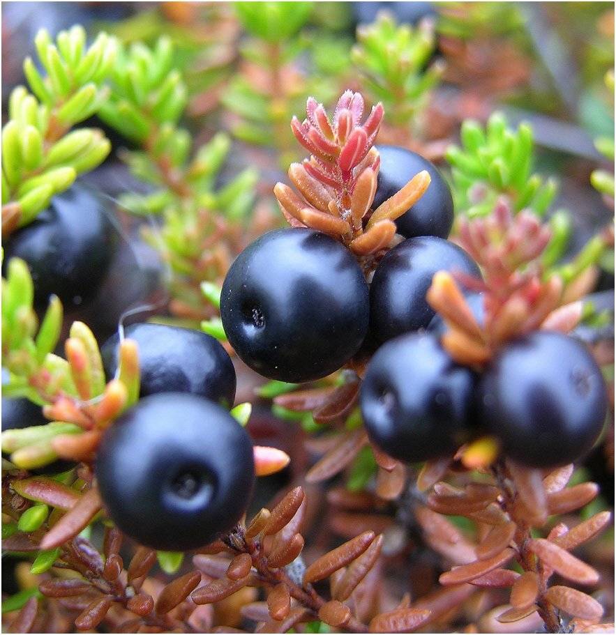 шикша, Vladimir