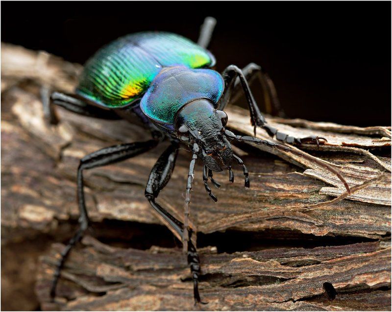 красотел пахучий, calosoma sycophanta photo preview