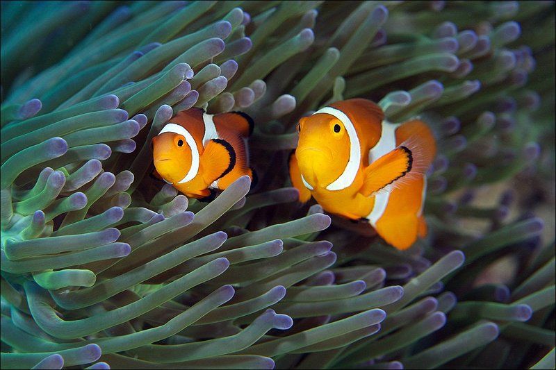 underwater, coral, clown, anemone, fish photo preview