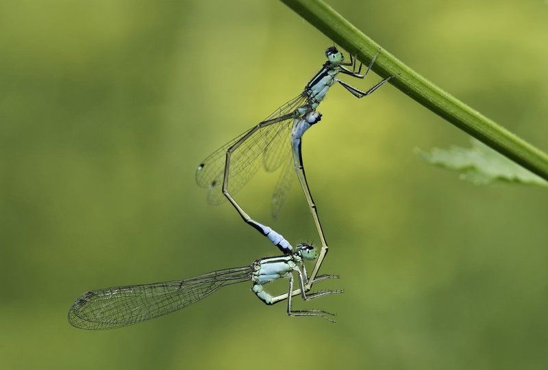 Цепкая любовьphoto preview