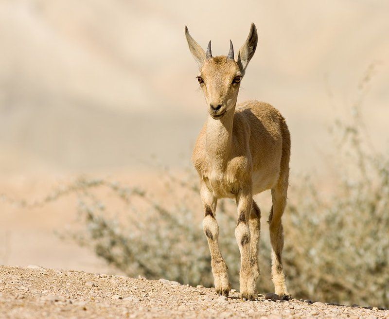 козерог photo preview
