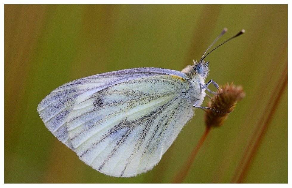 Автор: Robert , Robert