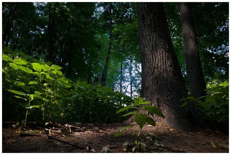 Свет и тень Нескучного садаphoto preview