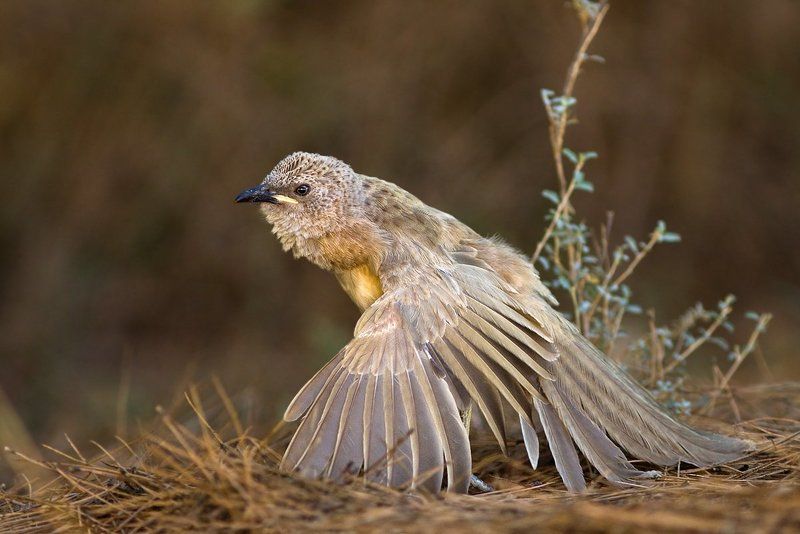 серый, арабский, дрозд в ритме танцаphoto preview