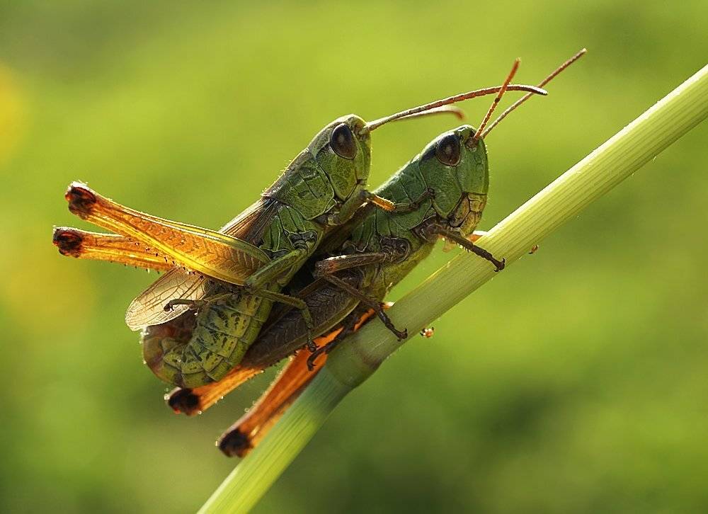 свет, кузнечики, трава, природа, лето, Ирина Фурашова