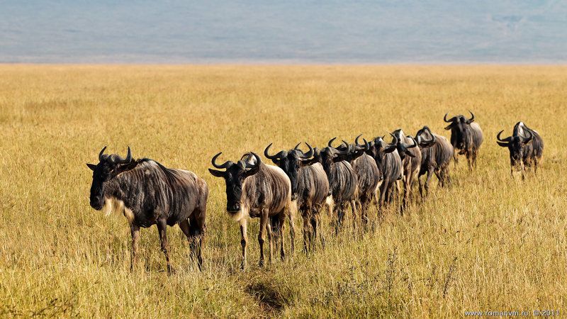 африка, танзания, нгоронгоро, антилопа гну Взводphoto preview