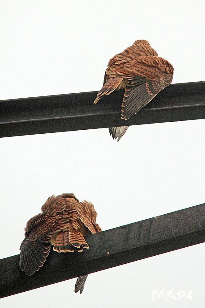 В ожидании мамы. Автор: Шангареев Марс животные птицы лето пустельжата в ожидании мамы, Шангареев Марс