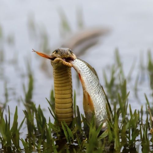 Wildlife!