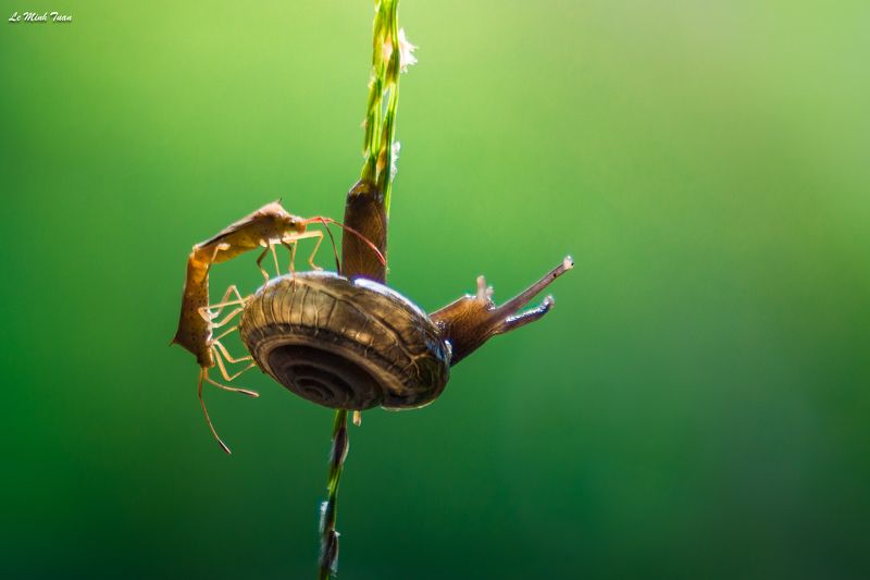 snails Nothing can come between usphoto preview