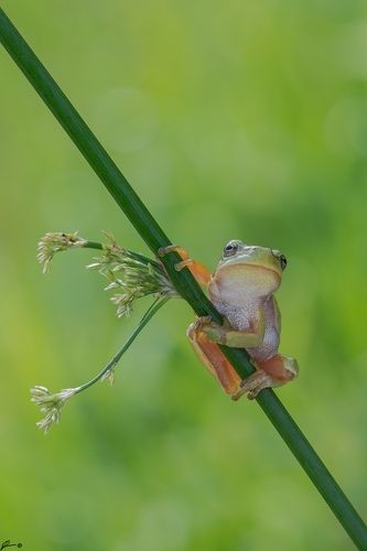 Hyla arborea