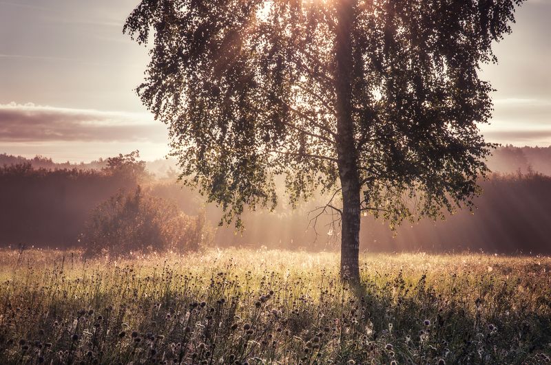 природа, рассвет, туман, солнце, пейзаж, nature, dawn, sun, fog, landscape Летние утроphoto preview