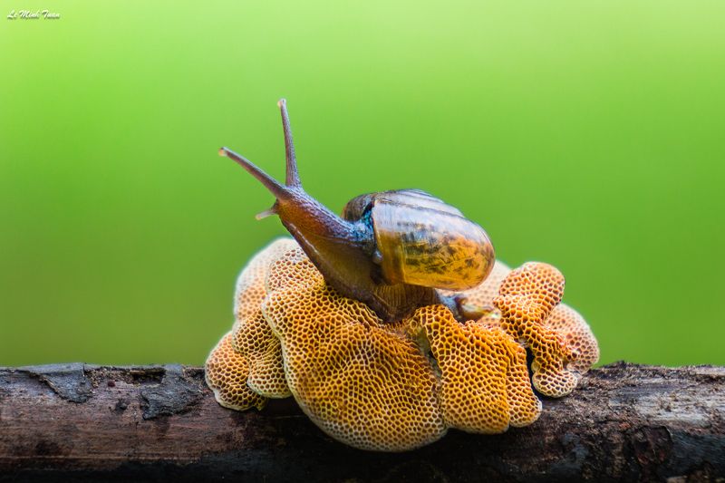 snail Snailphoto preview