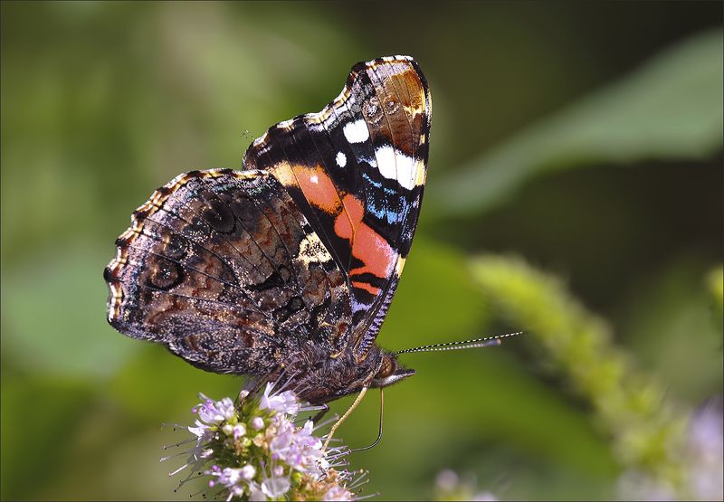 бабочка Адмиралphoto preview