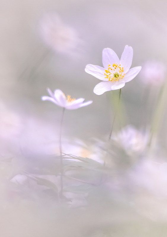 С нежностьюphoto preview