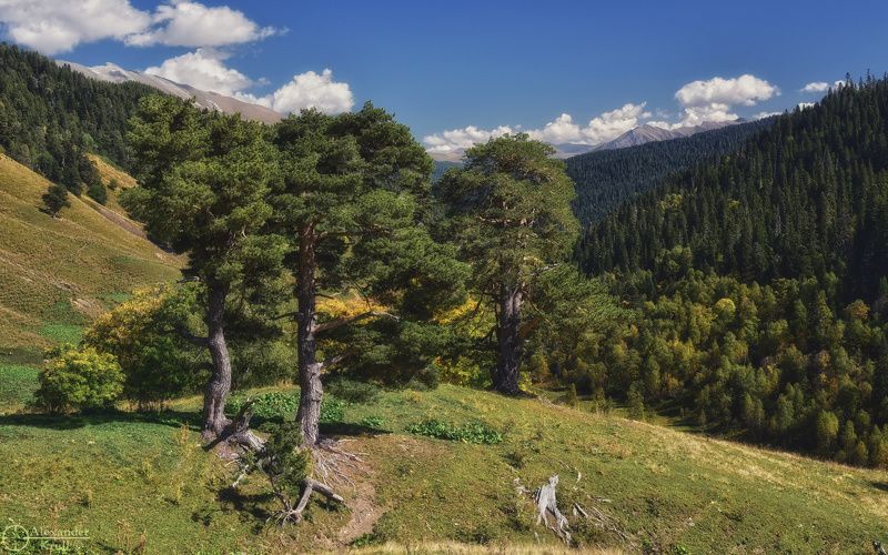 Три сосны...photo preview