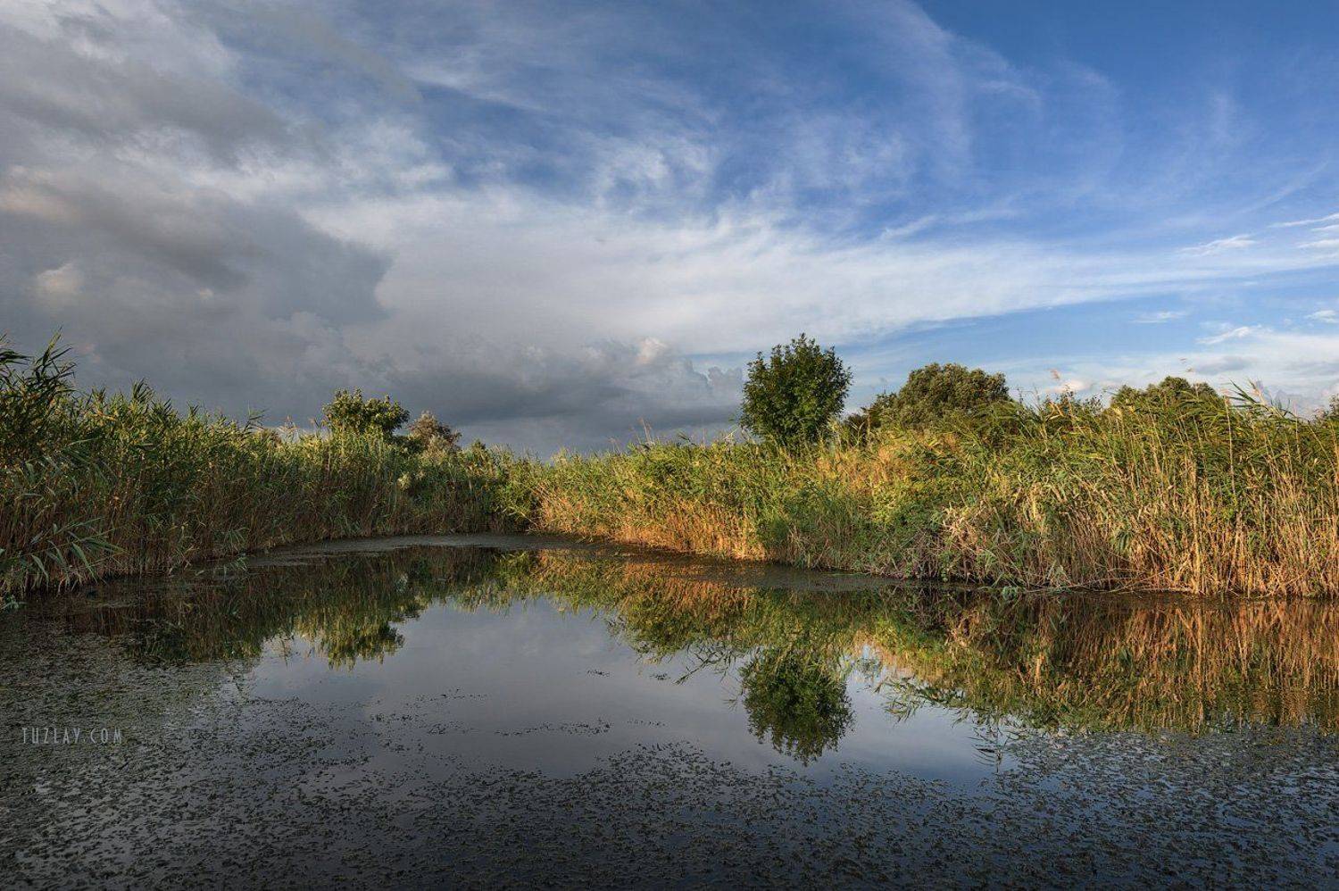Где то в камышах... #2. Автор: Владимир Тузлай темрюк, таманский полуостров, земля таманская, камыши, водоём, Владимир Тузлай