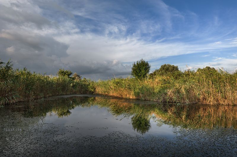 темрюк, таманский полуостров, земля таманская, камыши, водоём Где то в камышах... #2photo preview